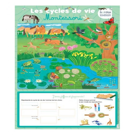 Les cycles de vie Montessori